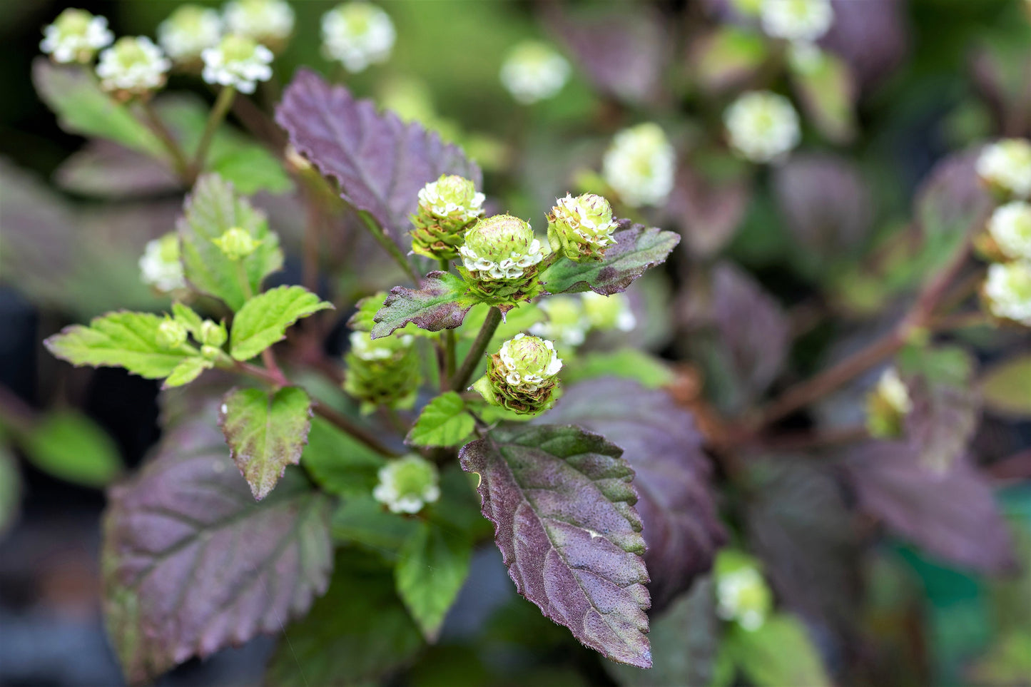 100 AZTEC SWEET HERB aka Honeyherb, Lippia, Mayan Mint, Dulce Buttons. Lippia Dulcis Phyla White Flower Seeds