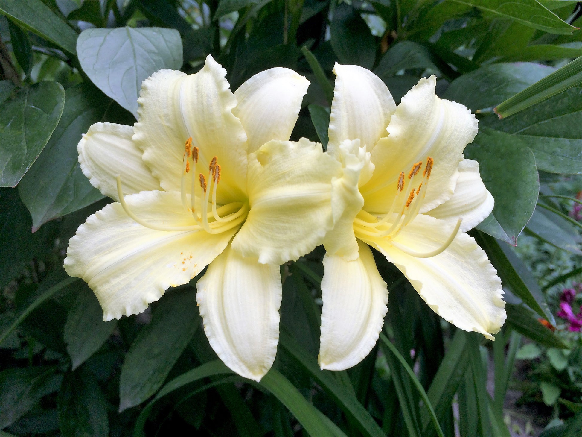 day lilies white 10 MIXED COLORS DAYLILY Hemerocallis Day Lily Fine Mix Red Purple Flower Seeds