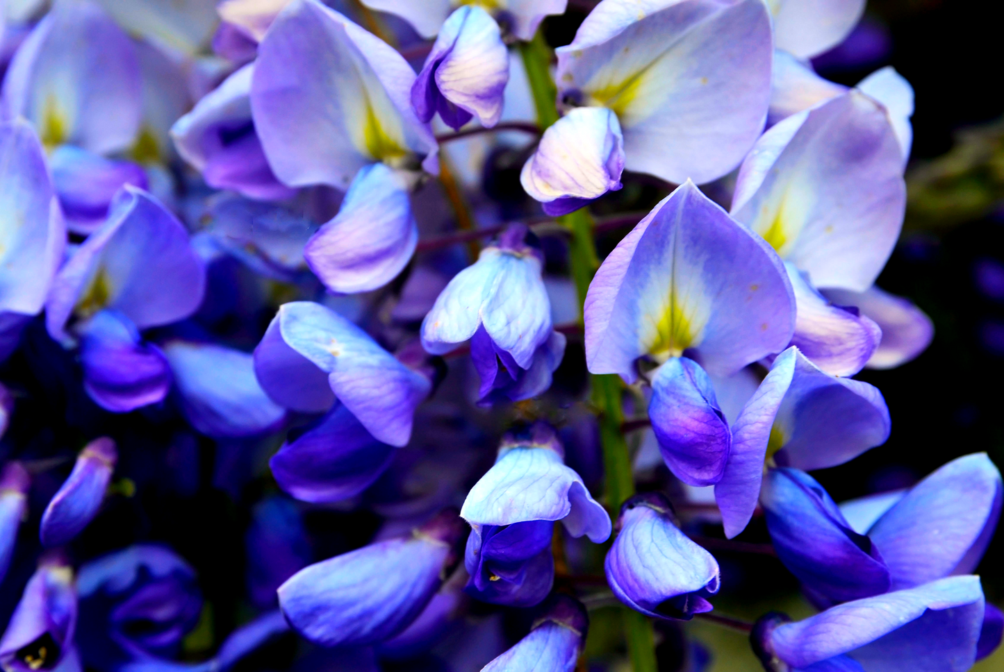 5 BLUE CHINESE WISTERIA Sinensis Ornamental Vine Climber Blue Violet Purple Flower Seeds