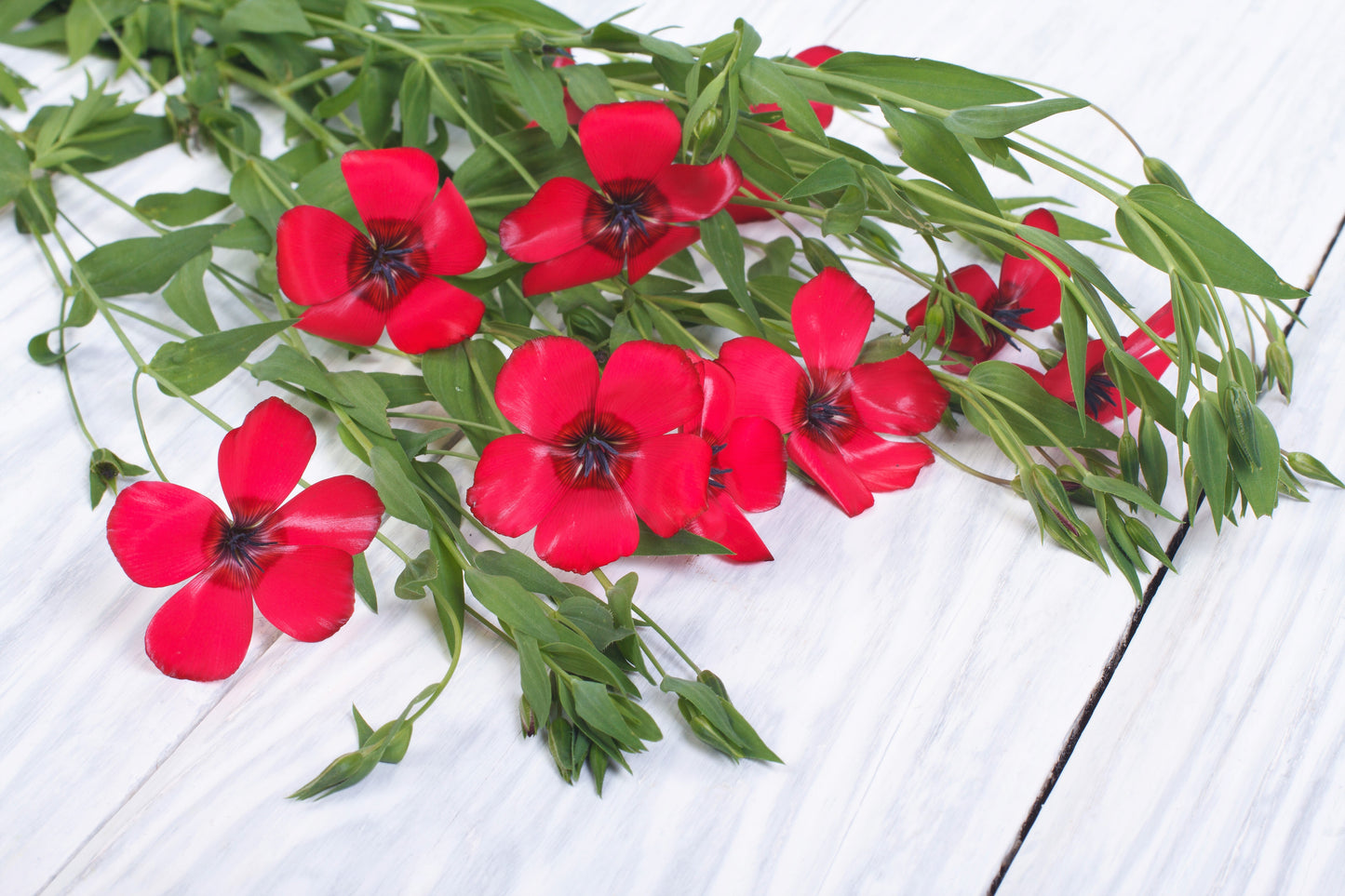 500 Red SCARLET FLAX Linum Grandiflorum Rubrum Flower Seeds