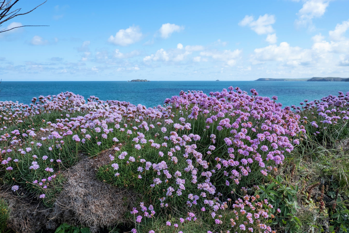 50 SEA THRIFT Armeria Maritima California Sea Pink Cliff Rose Cushion Pink Lavender Native Maritime Flower Seeds