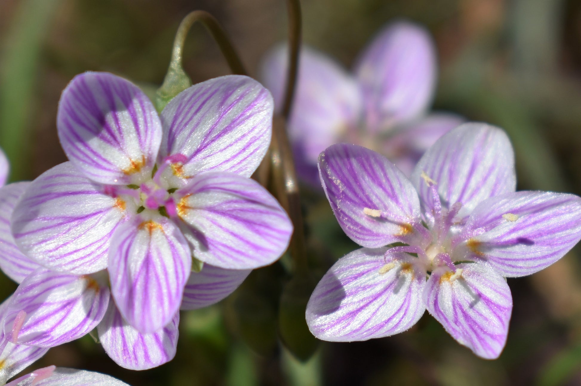 spring beauty flower seeds 20 VIRGINIA SPRING BEAUTY Claytonia Virginica Eastern Fairy Pink Striped Native Grass Shade Flower Herb Seeds