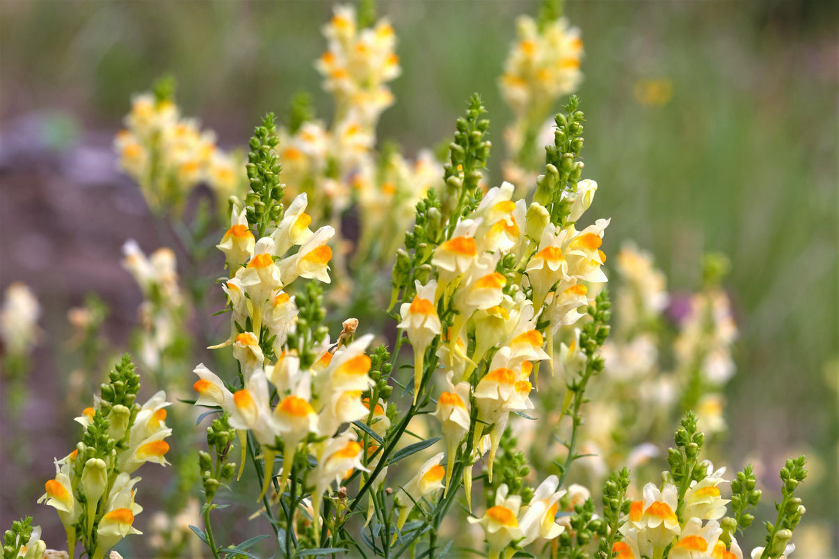 500 BUTTER & EGGS TOADFLAX Linaria Vulgaris Wild Snapdragon Bicolor Ye