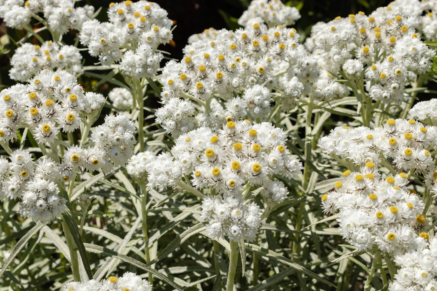 100 PEARLY EVERLASTING Anaphalis Margaritacea Fragrant Butterfly Flower Seeds