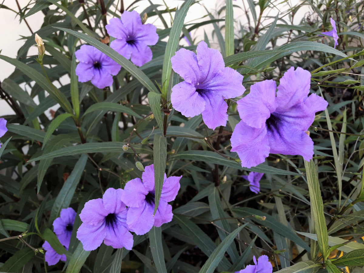 50 Blue Purple FRINGELEAF PETUNIA Wild Ruellia Humilis Perennial Nativ ...