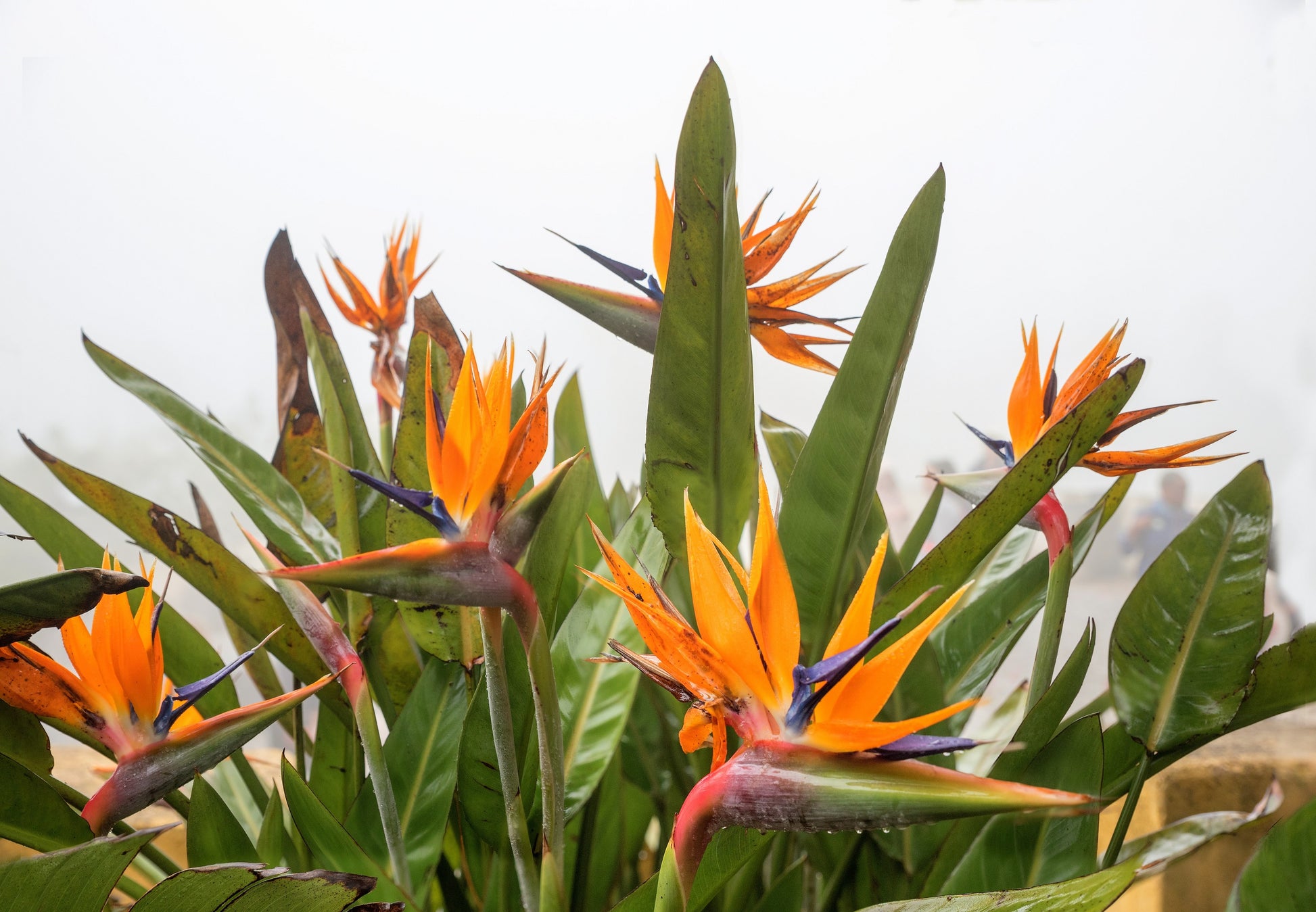 bird of paradise plant seeds for sale 5 TROPICAL BIRD OF PARADISE Strelitzia Reginae Crane Flower Houseplant Seeds