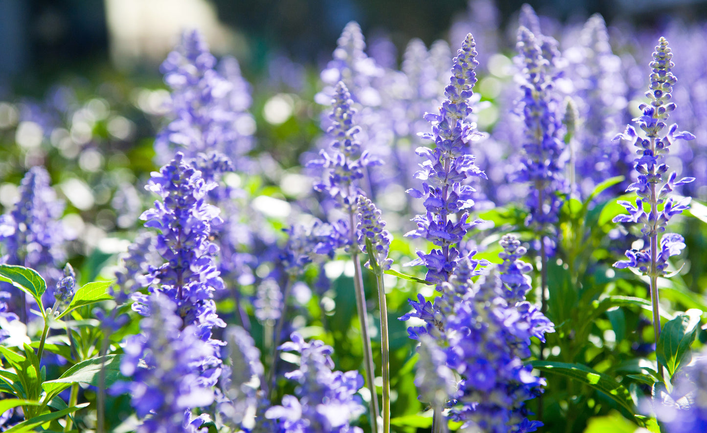 1000 TRUE BLUE HYSSOP Hyssopus Officinalis Thymus Hyssopus Herb Blue Violet Flower Seeds