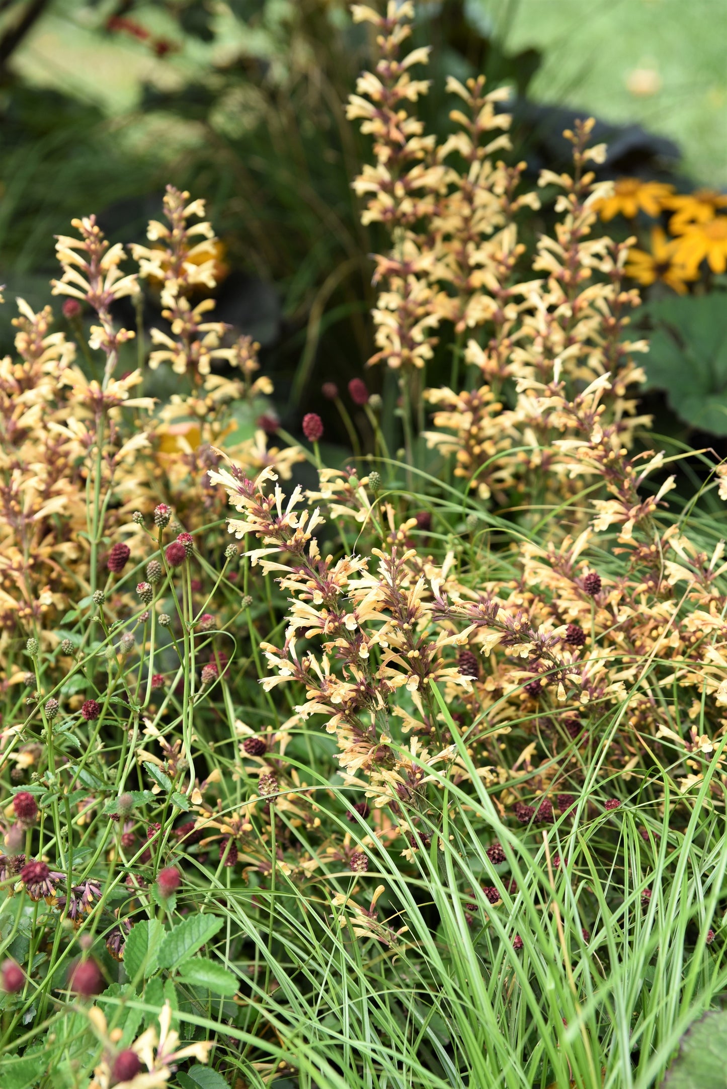 30 MIXED COLORS AGASTACHE Aurantiaca Cana Hummingbird Mint Hyssop Flower Seeds
