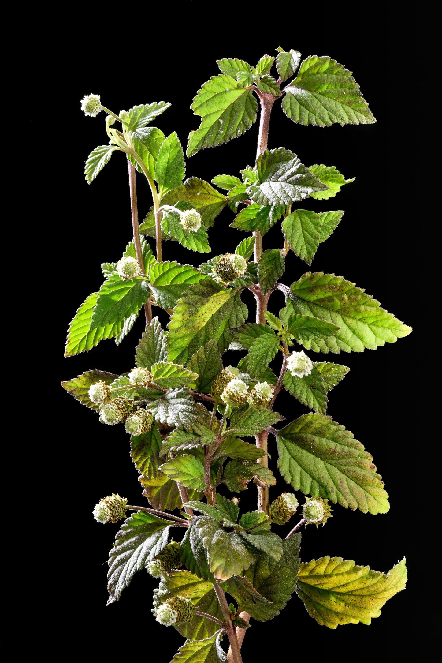 100 AZTEC SWEET HERB aka Honeyherb, Lippia, Mayan Mint, Dulce Buttons. Lippia Dulcis Phyla White Flower Seeds