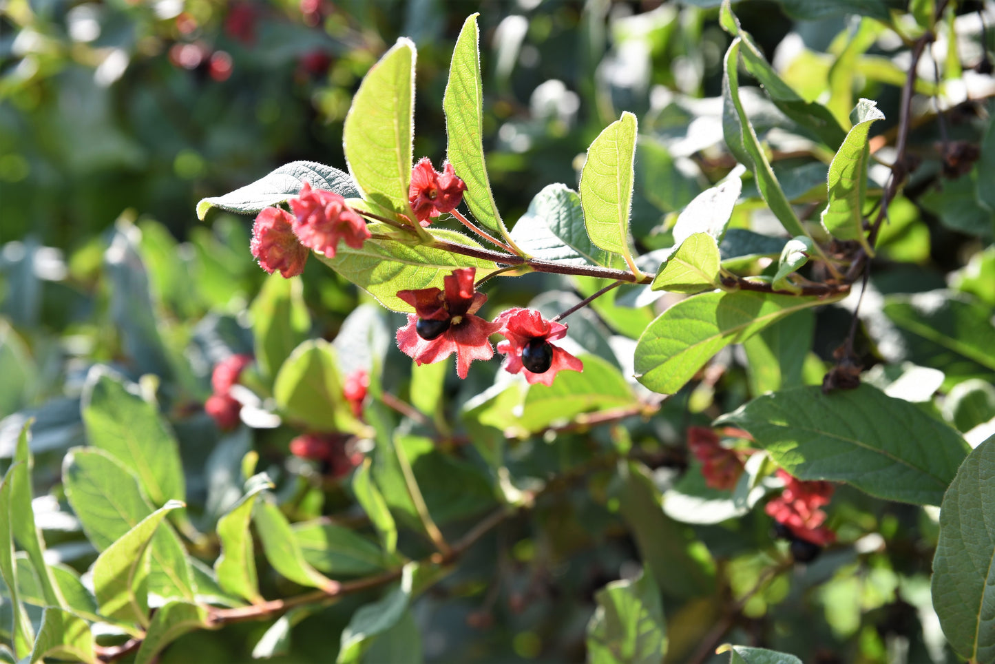 25 TWINBERRY HONEYSUCKLE Lonicera Involucrata California Bearberry Black Twin Berry Endangered Native Sun or Shade Shrub Yellow Red Hummingbird Flower Seeds