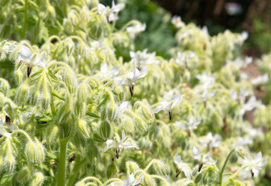 50 WHITE BORAGE Borago Officinalis Bianca Herb Flower Seeds