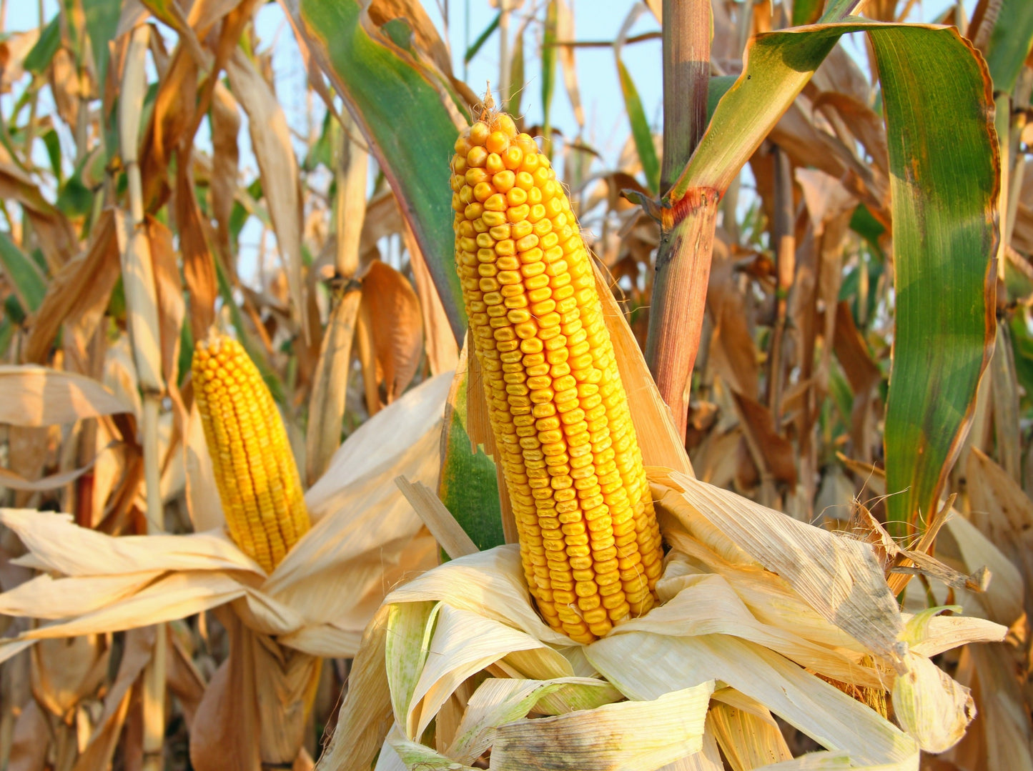75 SOUTH AMERICAN Yellow POPCORN Corn Zea Mays Heirloom Vegetable Seeds