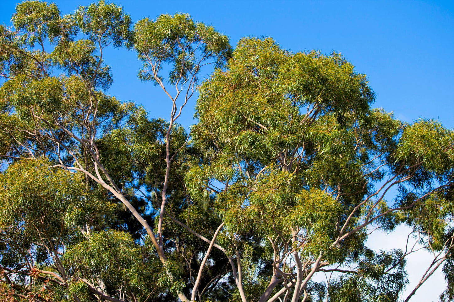 50 LEMON SCENTED EUCALYPTUS Citriodora Tree aka Lemon Bush & Spotted Gum - Colorful Bark White Flower Tree Seeds