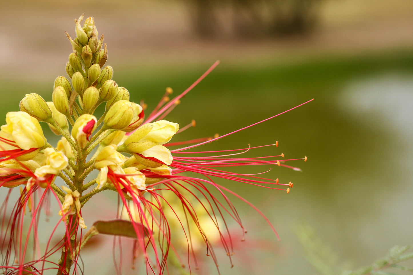 5 DESERT BIRD OF PARADISE Shrub Caesalpinia Gilliesii Poinciana Red & Yellow Flower Seeds