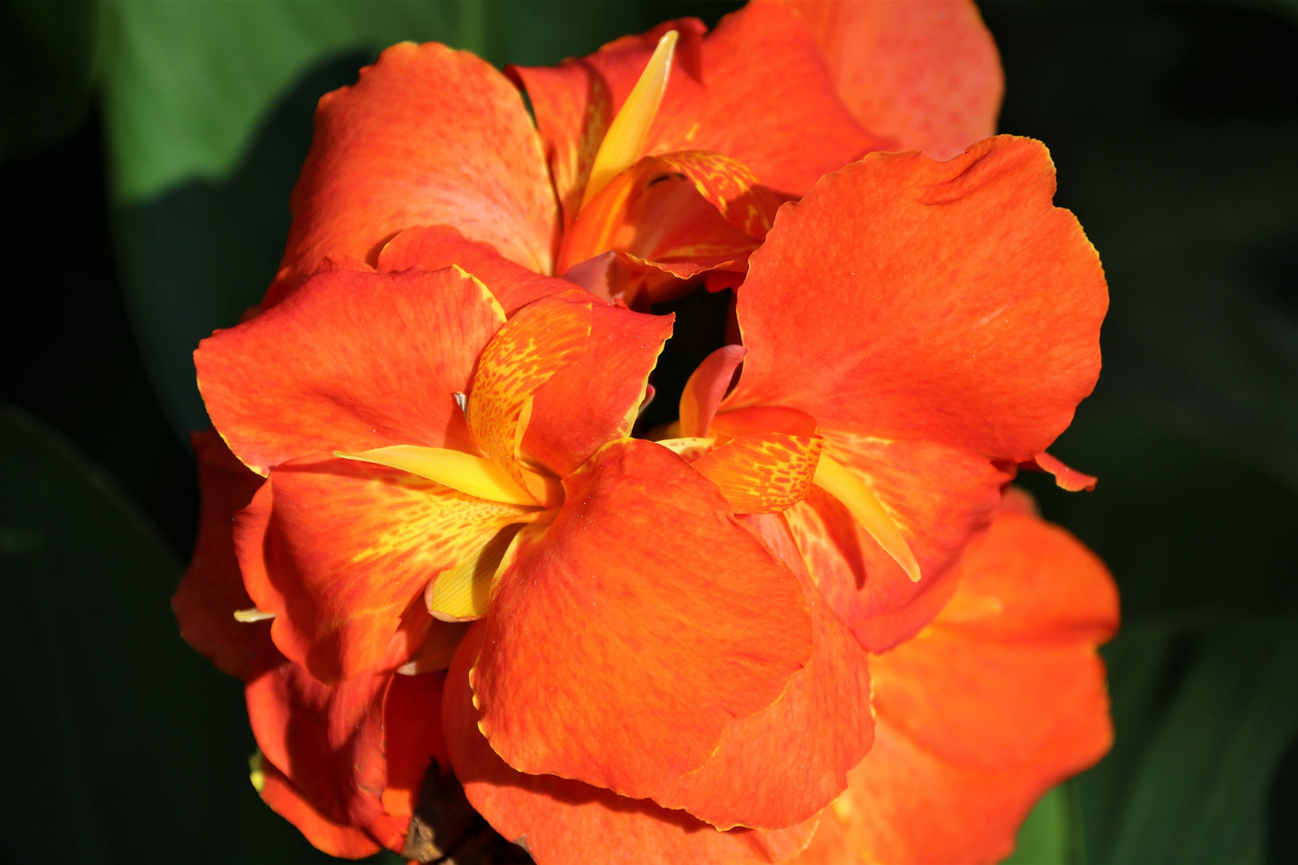 5 ORANGE CANNA LILY Indian Shot Arrowroot Canna Indica Flower Seeds