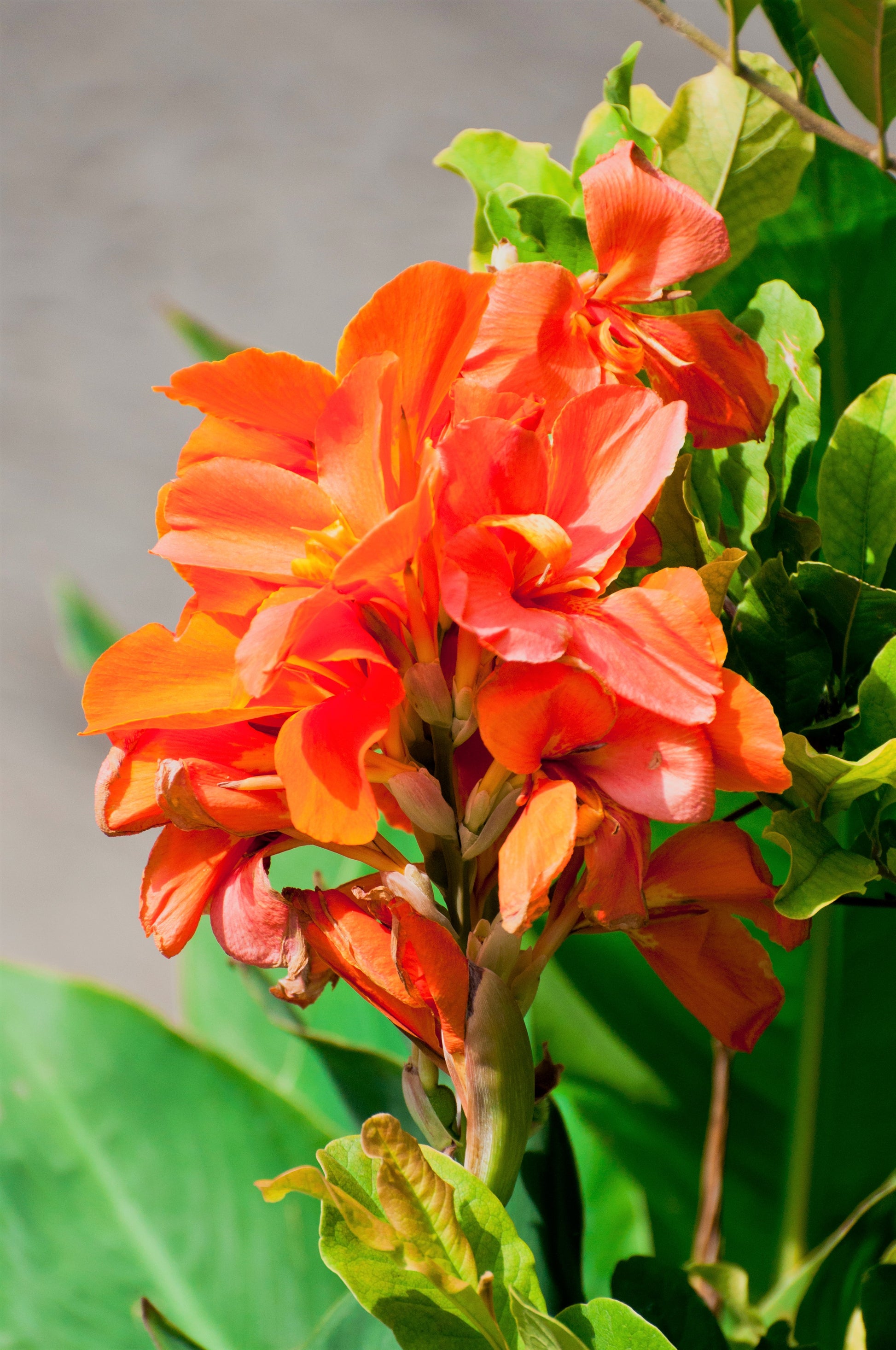 indian shot plant seeds 5 ORANGE CANNA LILY Indian Shot Arrowroot Canna Indica Flower Seeds – Seedville USA