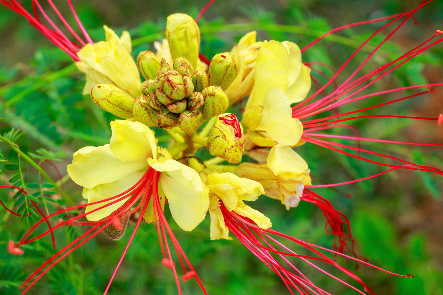 5 DESERT BIRD OF PARADISE Shrub Caesalpinia Gilliesii Poinciana Red & Yellow Flower Seeds