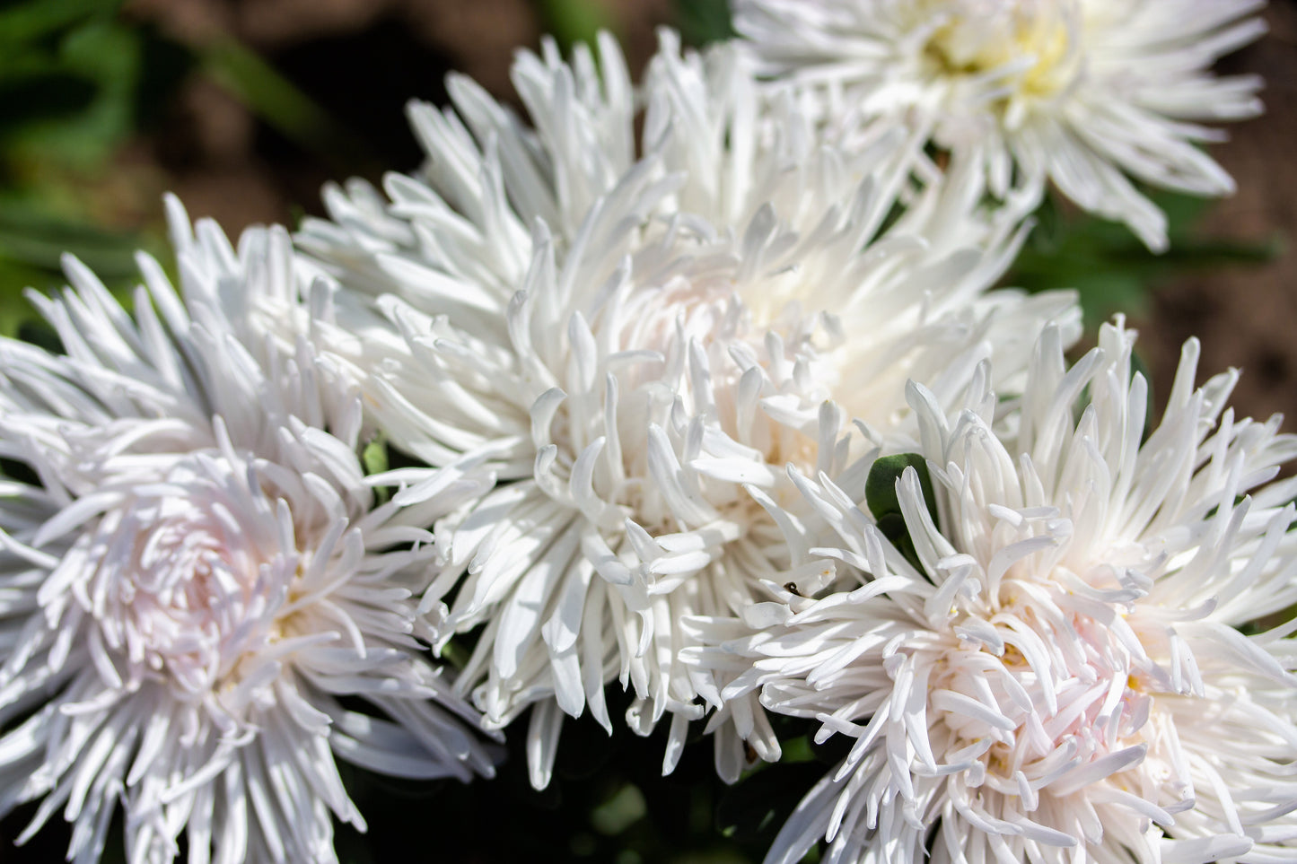 30 WHITE NEEDLE ASTER Callistephus Chinensis Unicom Flower Seeds