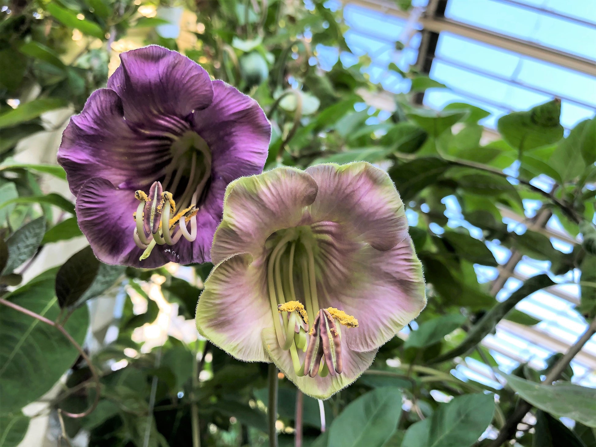 cup and saucer vine plant 5 CUP & SAUCER VINE Cathedral Bells Cobaea Scandens Climber Purple Hum – Seedville USA