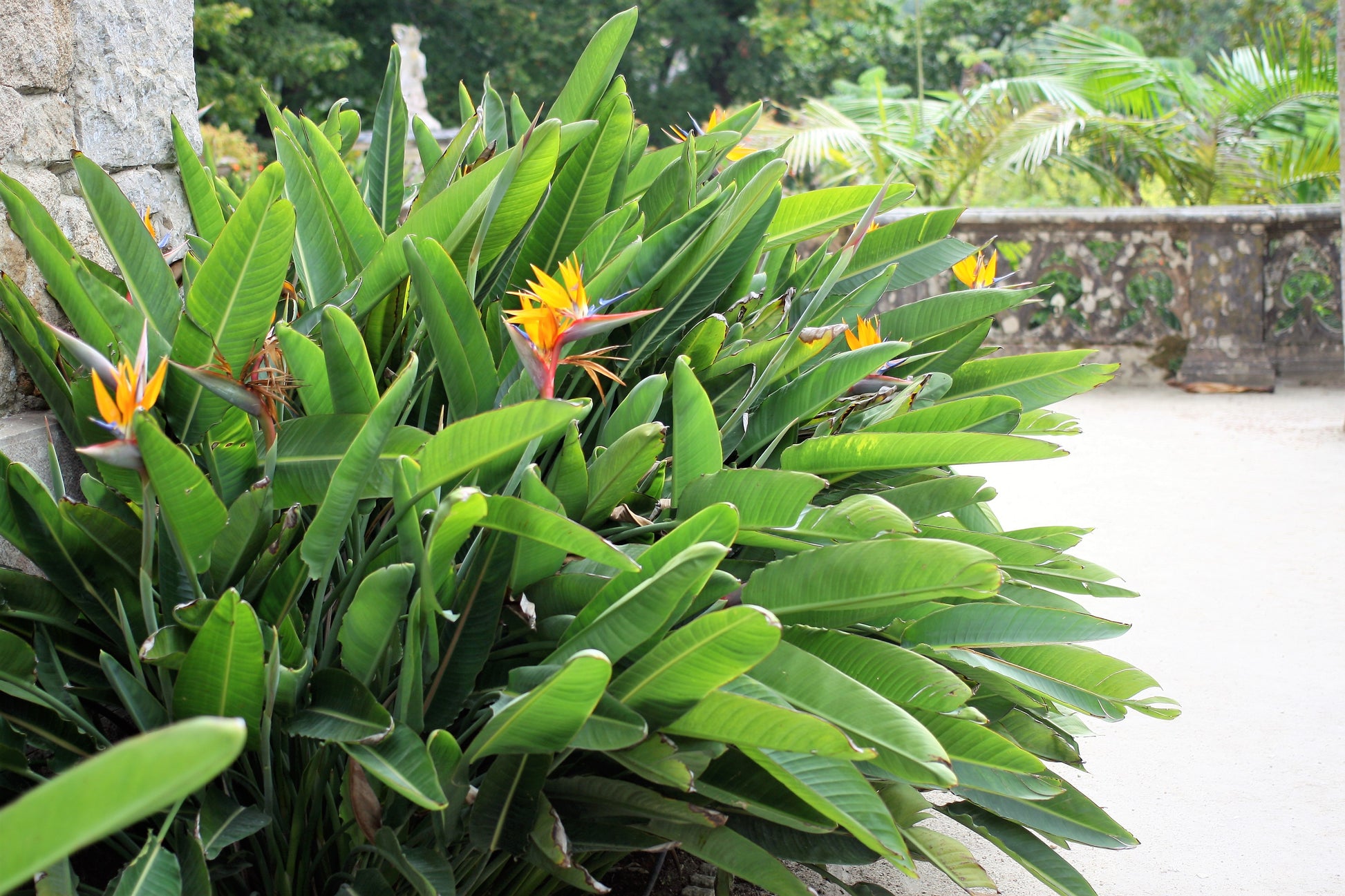 Orange Bird of Paradise Flower Seeds - 5 Seeds to Grow - Great Indoor  Tropical Plant or Bonsai - Strelitzia Reginae 