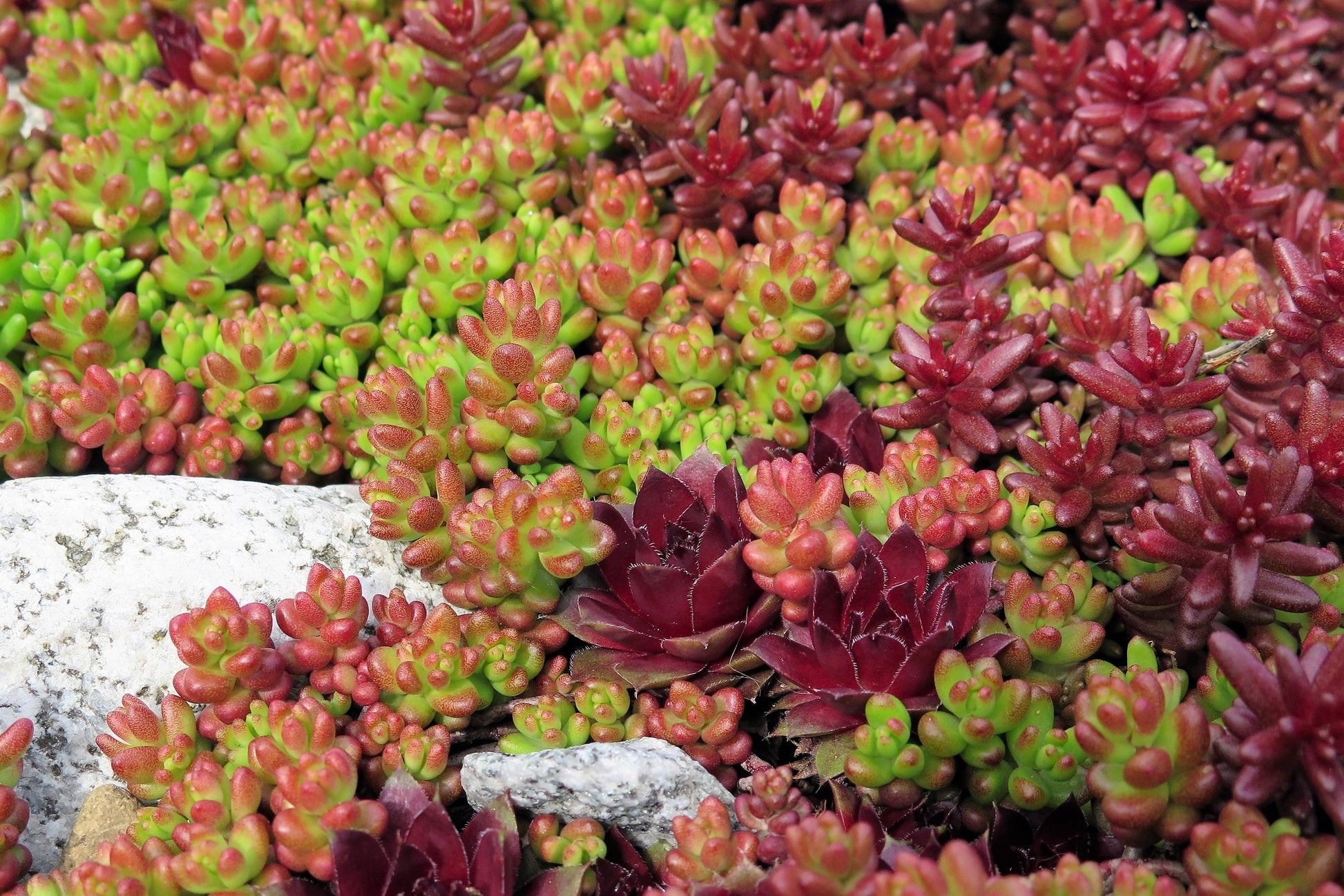 succulent ground cover sedum 150 MIXED SEDUM Stonecrop Succulent Groundcover Red White Yellow Pink Purple Flower Seeds