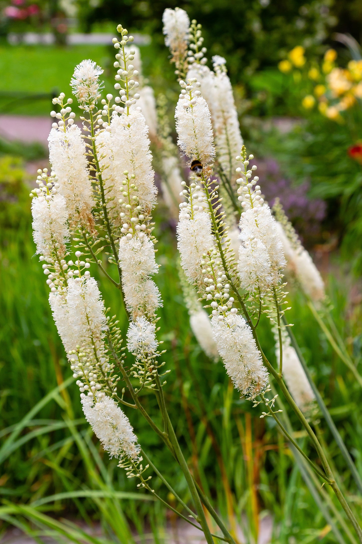 50 BLACK COHOSH Bugbane Actaea Racemosa Cimicifuga Bugbane Snakeroot Native White Shade Flower Herb Seeds