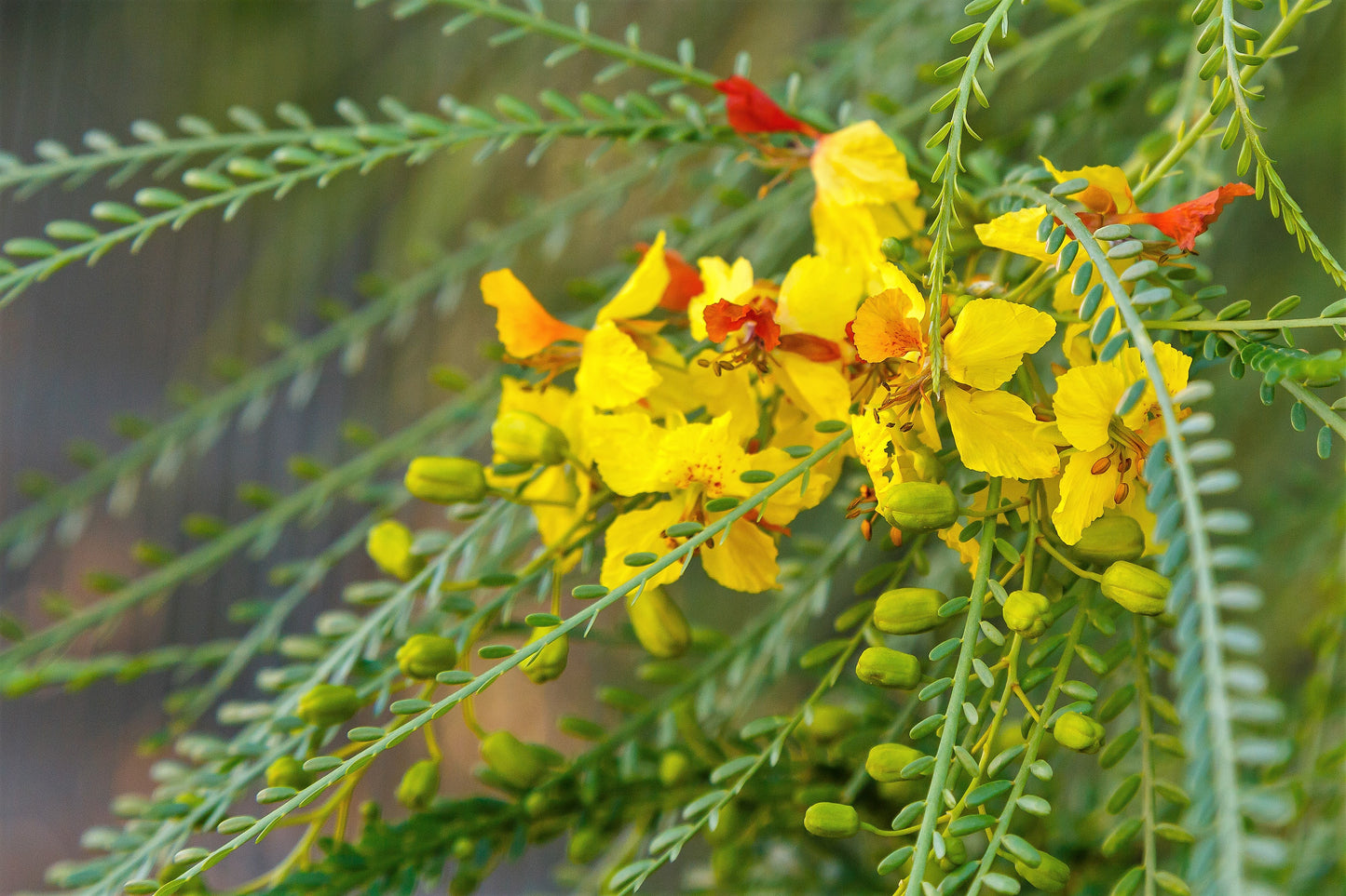 25 JERUSALEM THORN TREE Mexican Palo Verde Parkinsonia Aculeata Yellow & Red Flower Large Shrub Small Tree Legume Seeds