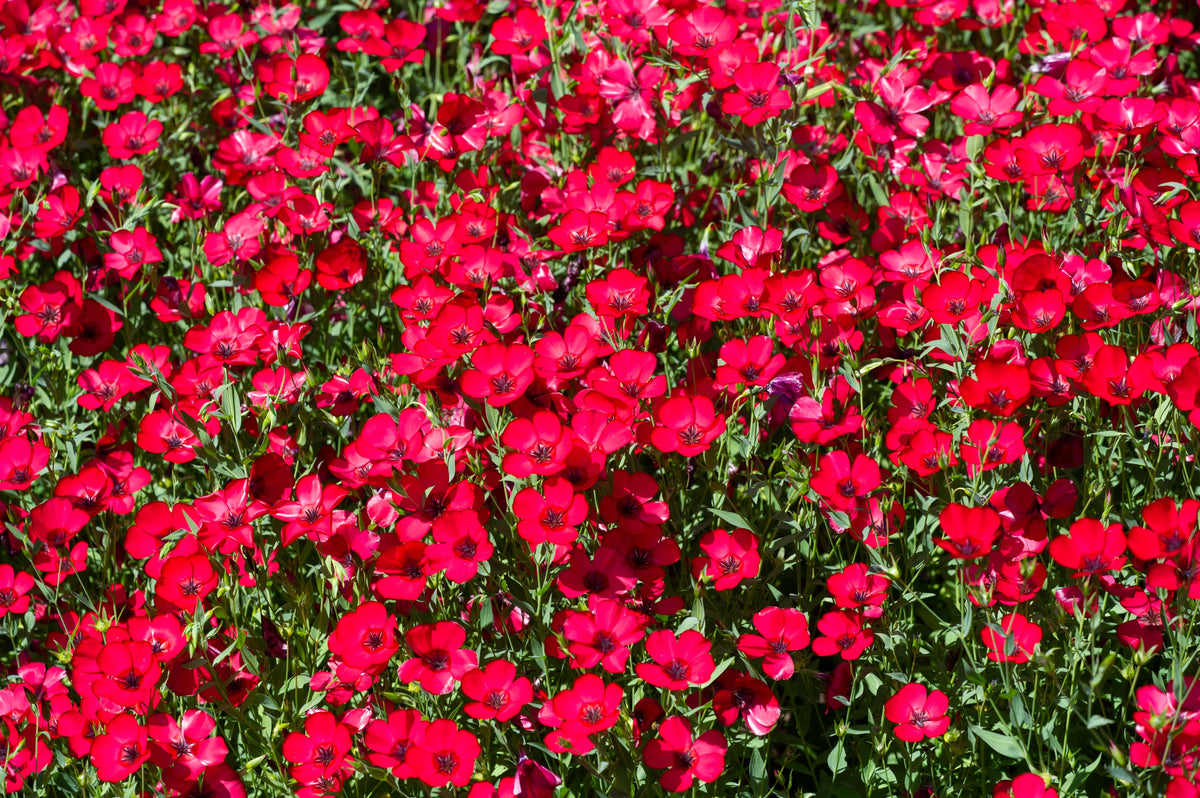 500 Red SCARLET FLAX Linum Grandiflorum Rubrum Flower Seeds – Seedville USA