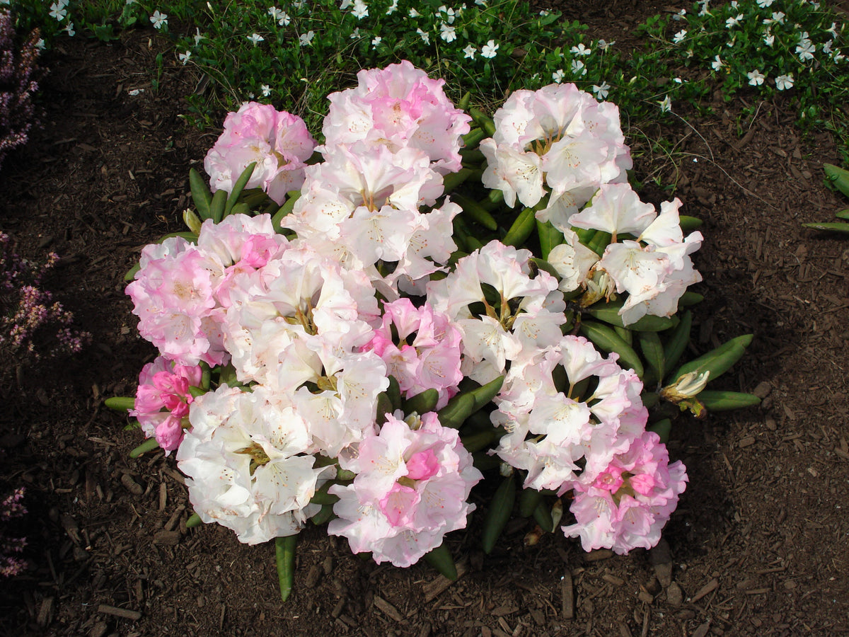 50 MIXED HYBRIDS RHODODENDRON spp. Mixed Colors - Red, Pink, Purple, W ...