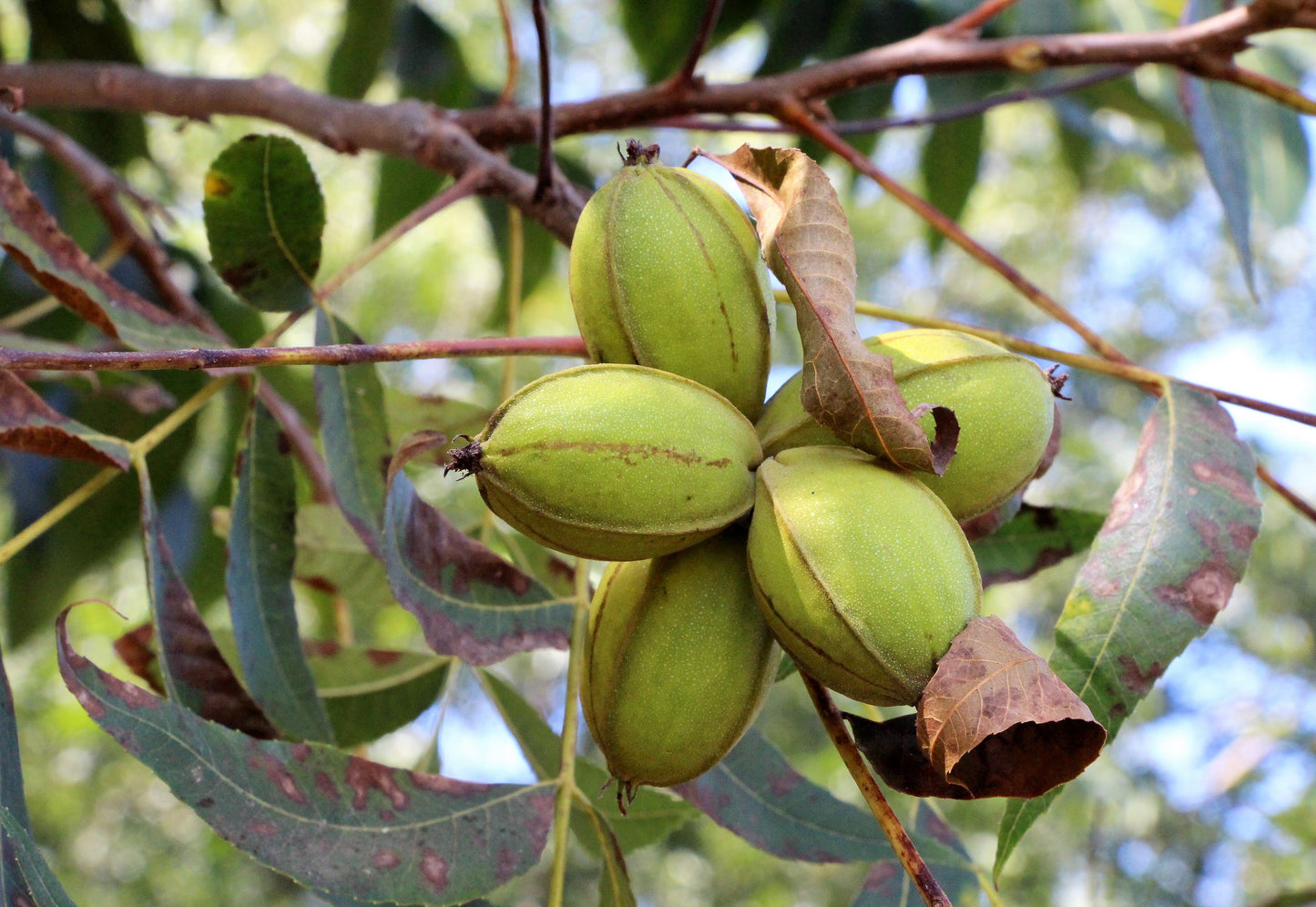 5 HARDY PECAN Tree Carya Illinoinensis King Nut Native Fruit Tree Seeds