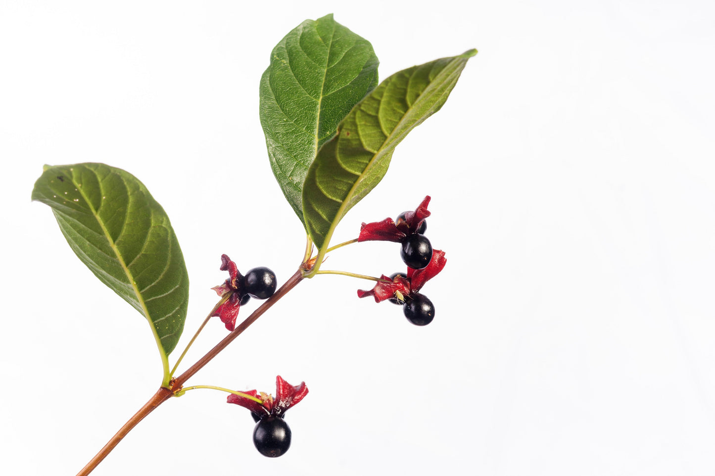 25 TWINBERRY HONEYSUCKLE Lonicera Involucrata California Bearberry Black Twin Berry Endangered Native Sun or Shade Shrub Yellow Red Hummingbird Flower Seeds