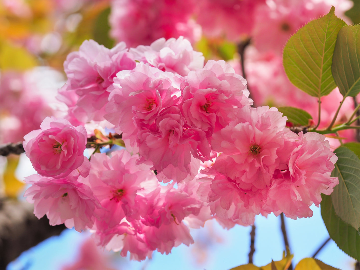 japanese flower seeds 10 JAPANESE FLOWERING CHERRY Tree Oriental Prunus Serrulata Flower See – Seedville USA