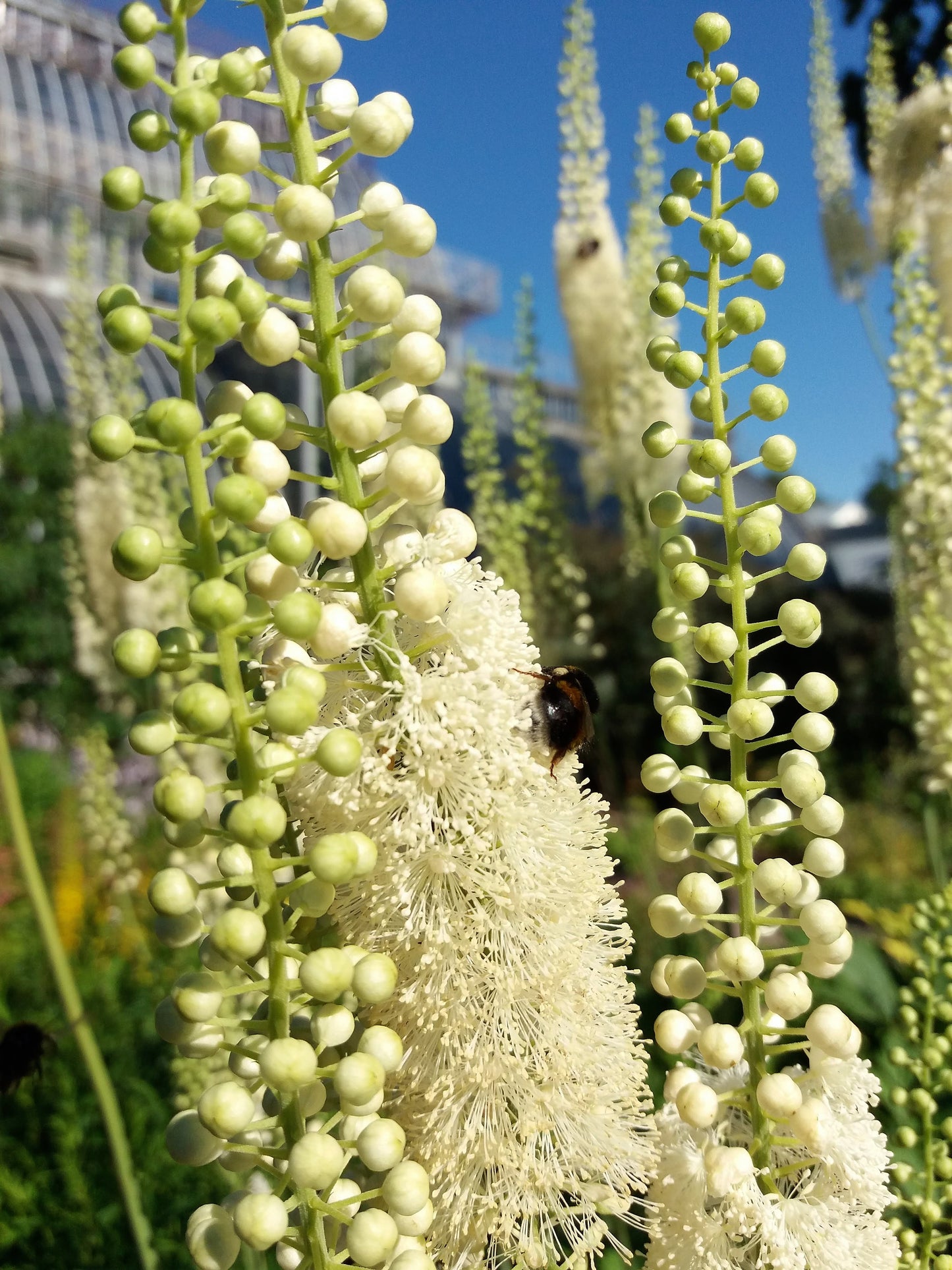 50 BLACK COHOSH Bugbane Actaea Racemosa Cimicifuga Bugbane Snakeroot Native White Shade Flower Herb Seeds