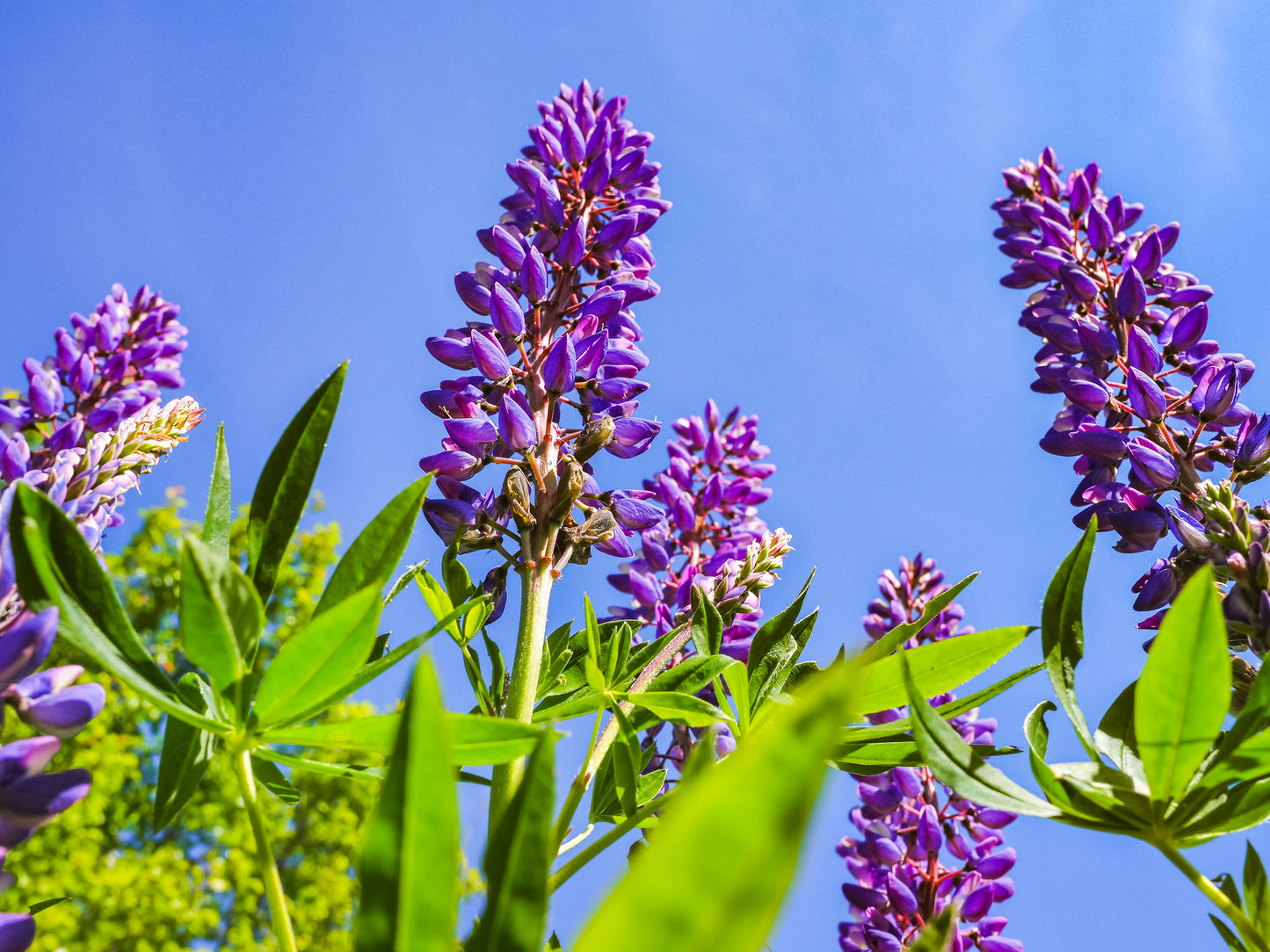 100 PERENNIAL LUPINE Blue Violet Lupinus Perennis Wild Lupine Sundial Purple Native Hummingbird Flower Seeds