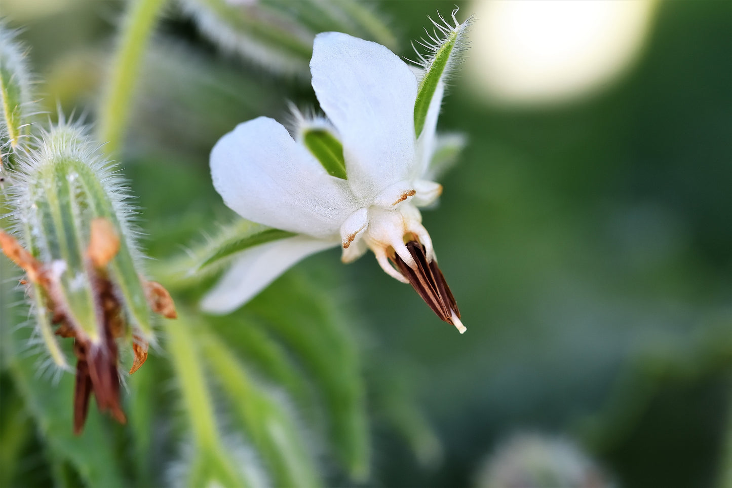 50 WHITE BORAGE Borago Officinalis Bianca Herb Flower Seeds