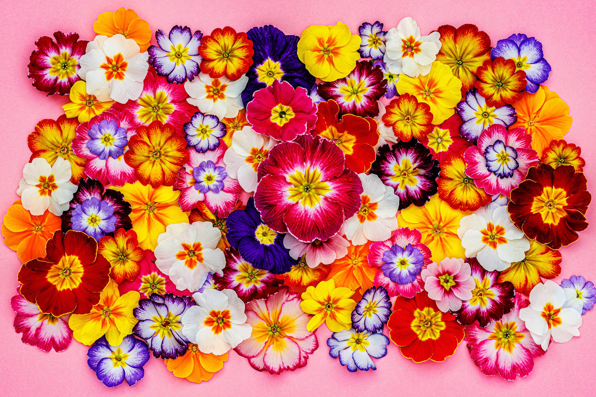 30+ Primrose / Primula Flower Seeds - Viennese Waltz Mix, Perennial For Zones 3-9, Partial To Full Shade