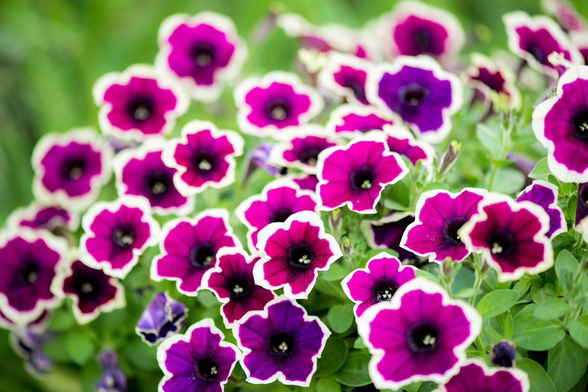 50 PICOTEE MIX PETUNIA Multiflora Mixed Colors Bicolor White Blue Purp ...