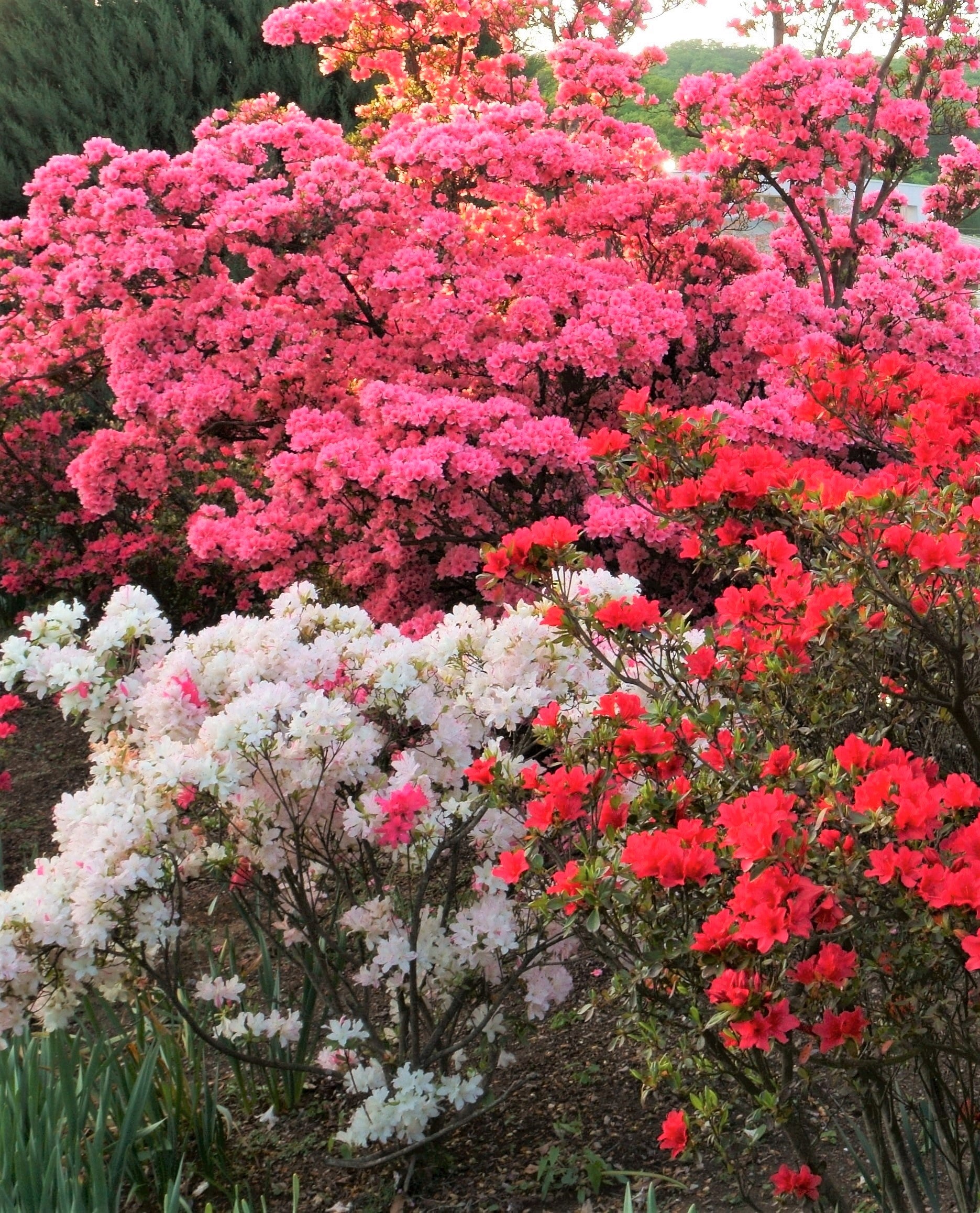 azalea flower seeds for sale 25 MIXED COLORS AZALEA Rhododendron spp. Red, Pink, Purple, White Flower Shade Bush Shrub Seeds
