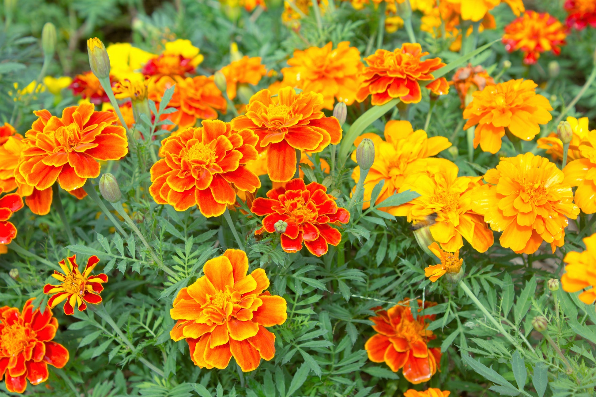 purple marigold seeds 400 FRENCH MARIGOLD SPARKY Mixed Colors Tagetes Patula Orange Yellow Red Flower Seeds