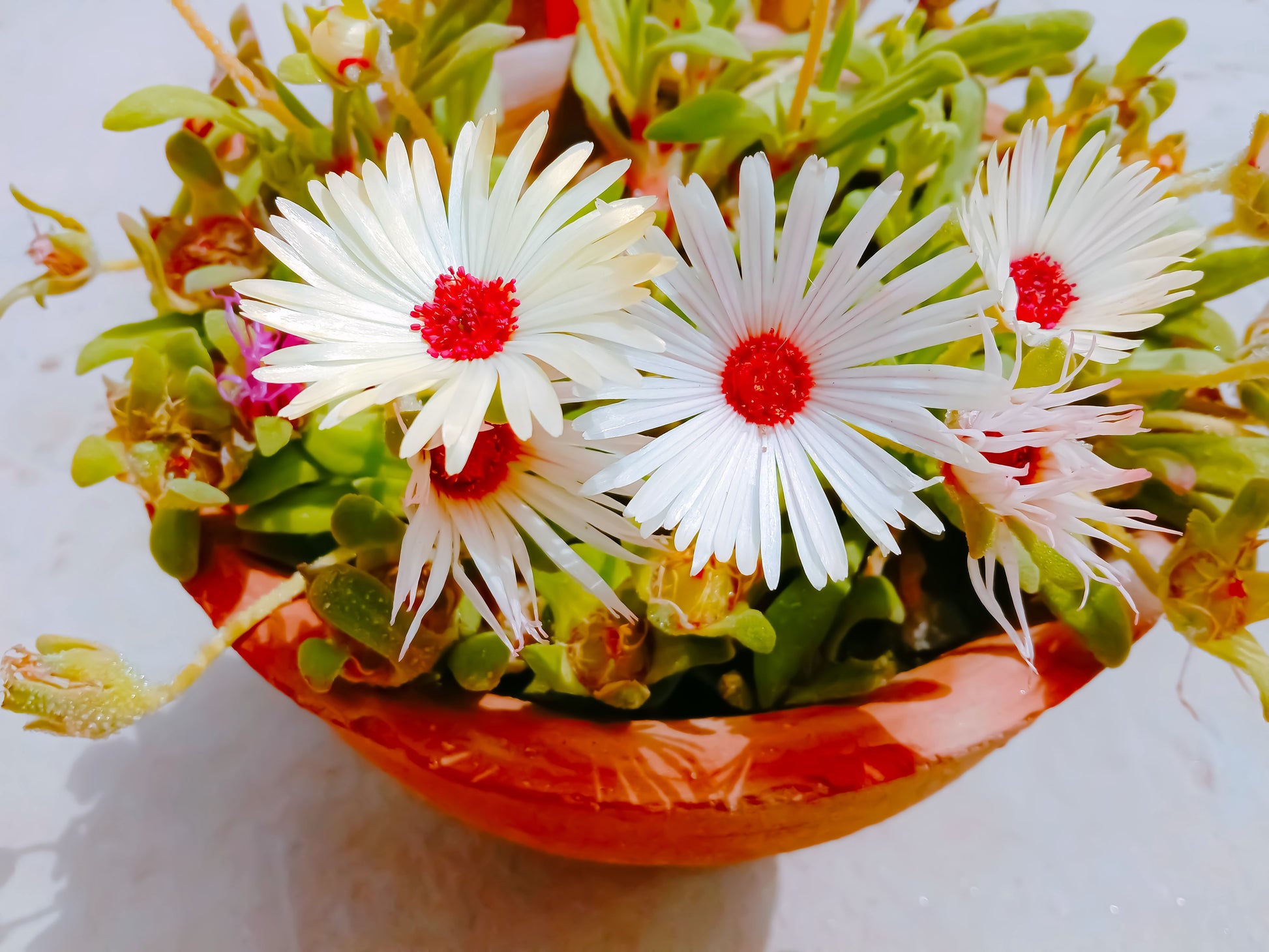 common ice plant seeds 100 Gelato WHITE ICE PLANT Mesembryanthemum Livingstone Daisy Flower S – Seedville USA