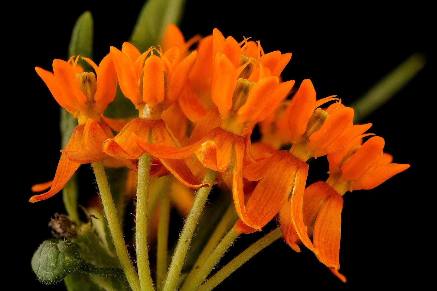 10 GAY BUTTERFLIES MILKWEED Red Yellow Orange Mix Asclepias Tuberosa Butterfly Weed Flower Seeds