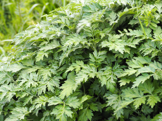 1000 JAPANESE MUGWORT Artemisia Princeps Korean Wormwood Yomagi Herb Yellow Flower Seeds