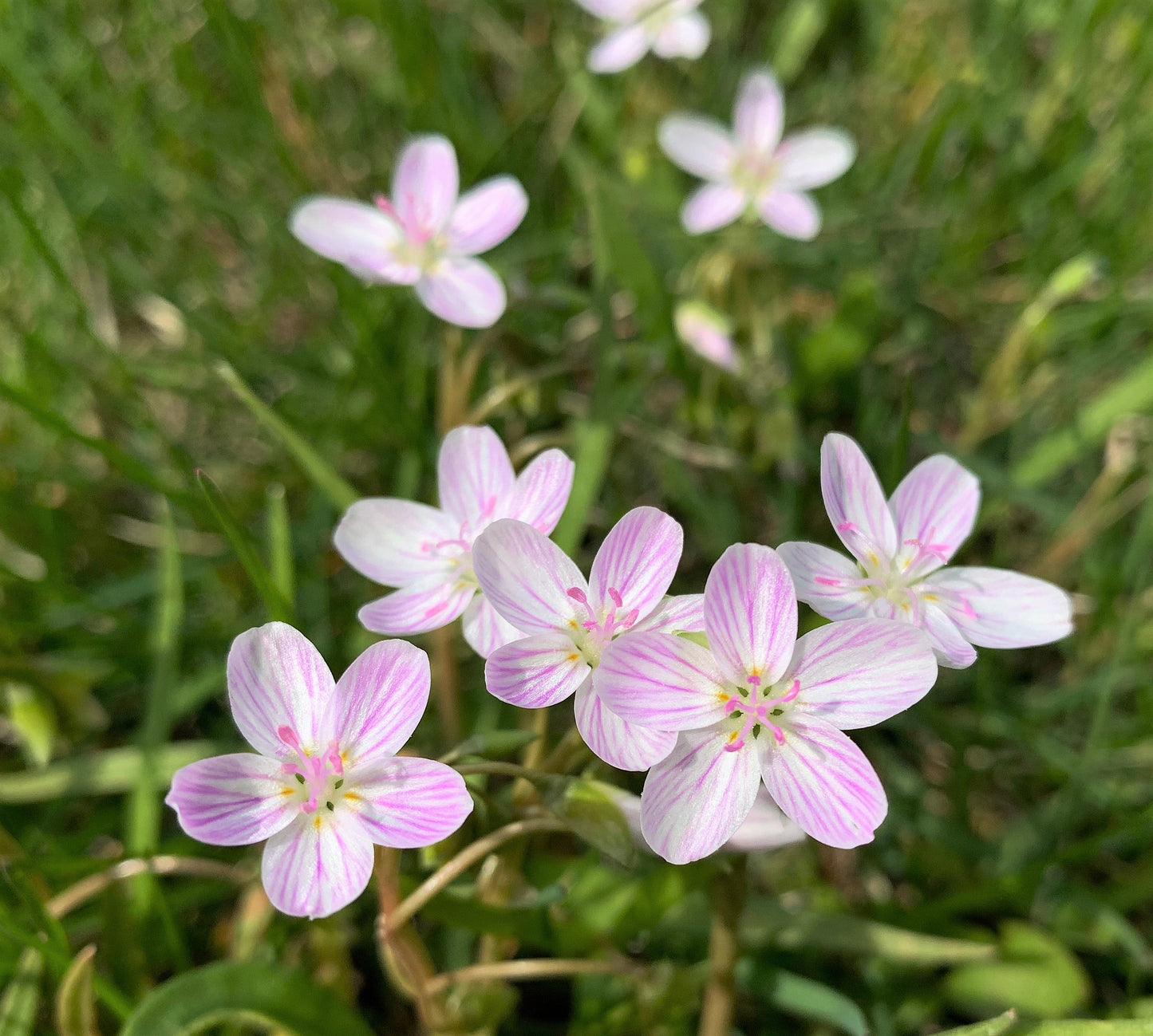 spring beauty flower seeds 20 VIRGINIA SPRING BEAUTY Claytonia Virginica Eastern Fairy Pink Striped Native Grass Shade Flower Herb Seeds