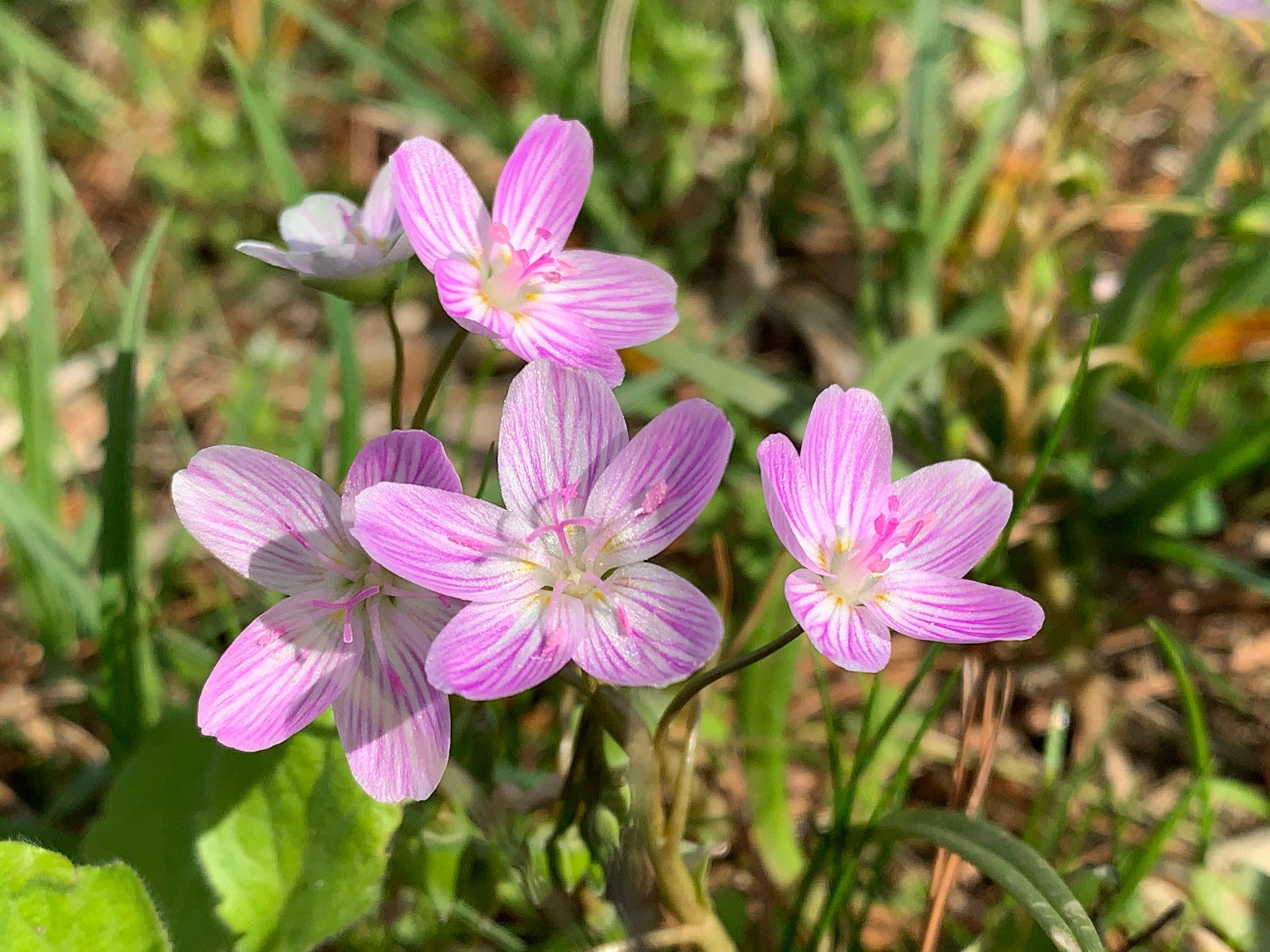 spring beauty flower seeds 20 VIRGINIA SPRING BEAUTY Claytonia Virginica Eastern Fairy Pink Striped Native Grass Shade Flower Herb Seeds