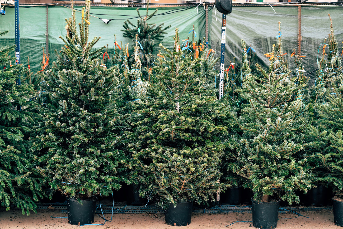 christmas tree seeds to plant Grow Your Own CHRISTMAS TREE