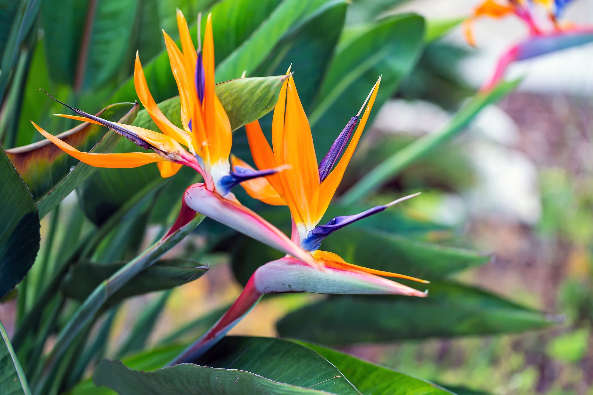 birds of paradise plant seeds 5 TROPICAL BIRD OF PARADISE Strelitzia Reginae Crane Flower Houseplant – Seedville USA
