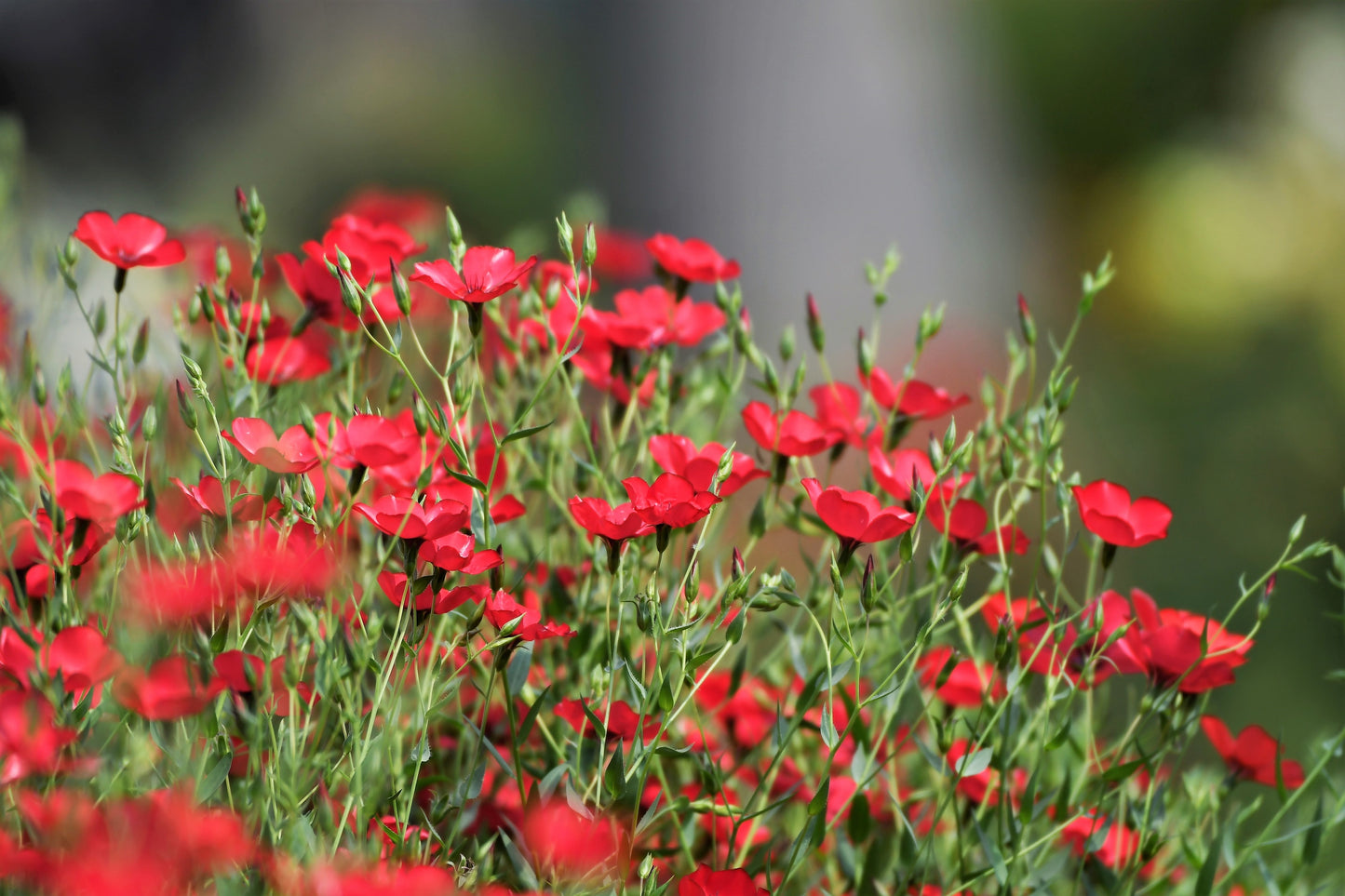 500 Red SCARLET FLAX Linum Grandiflorum Rubrum Flower Seeds