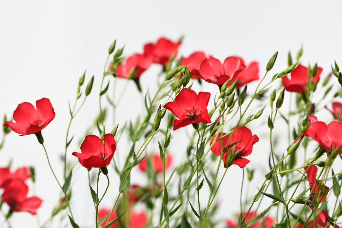500 Red SCARLET FLAX Linum Grandiflorum Rubrum Flower Seeds – Seedville USA