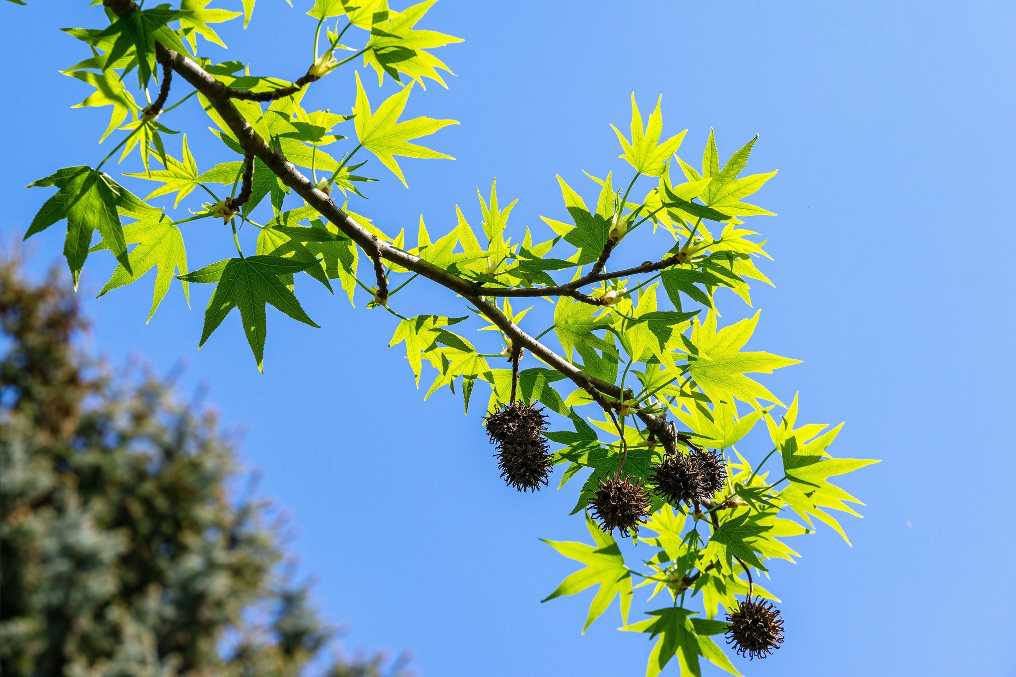 50 AMERICAN SWEETGUM Liquidambar Styraciflua Storax Alligator Sweet Gu ...