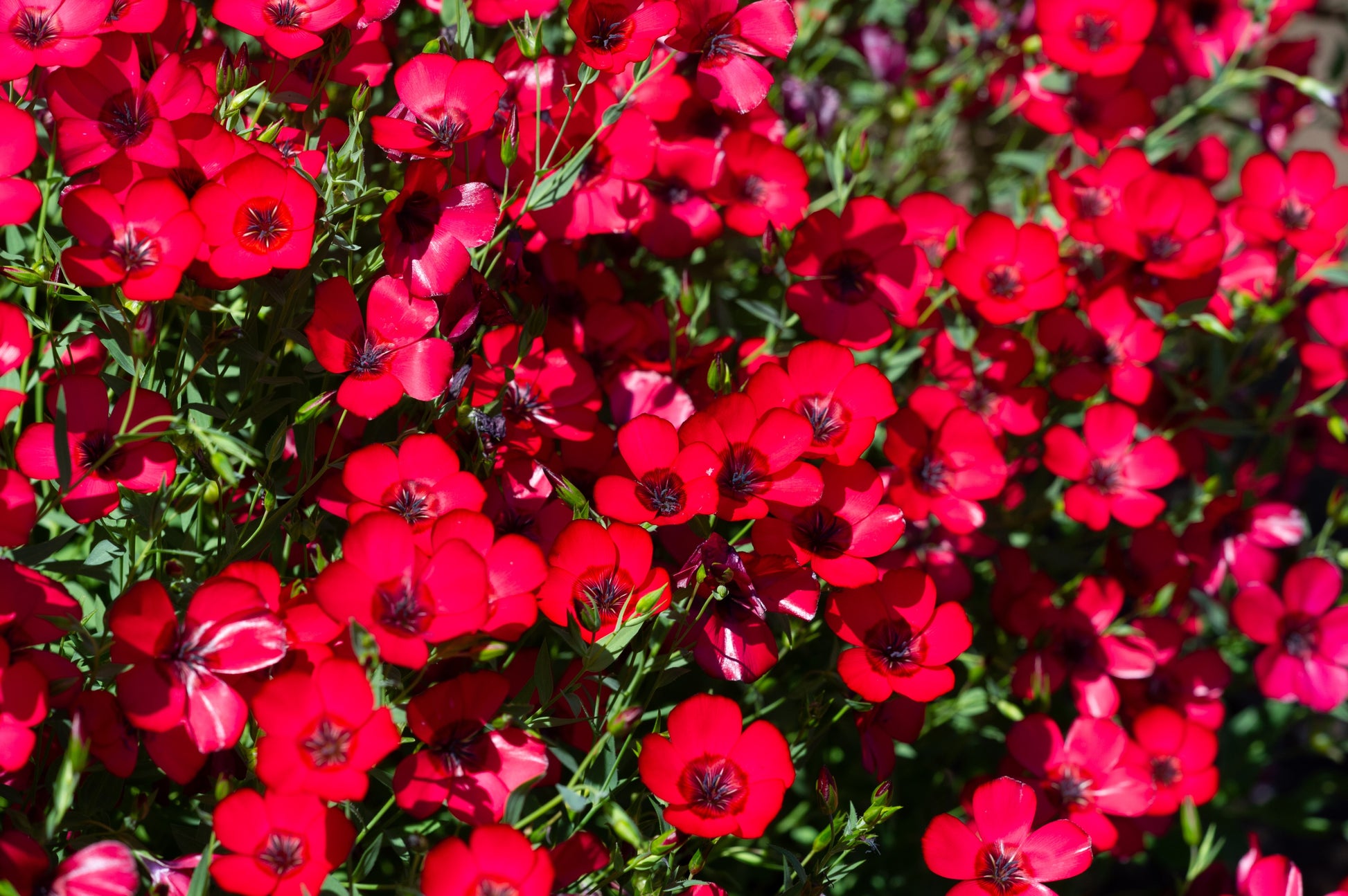 red seed plant 500 Red SCARLET FLAX Linum Grandiflorum Rubrum Flower Seeds – Seedville USA